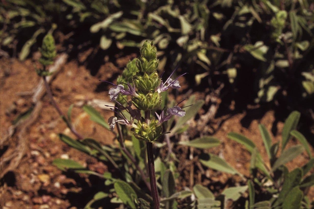 Salvia sonomensis 10
