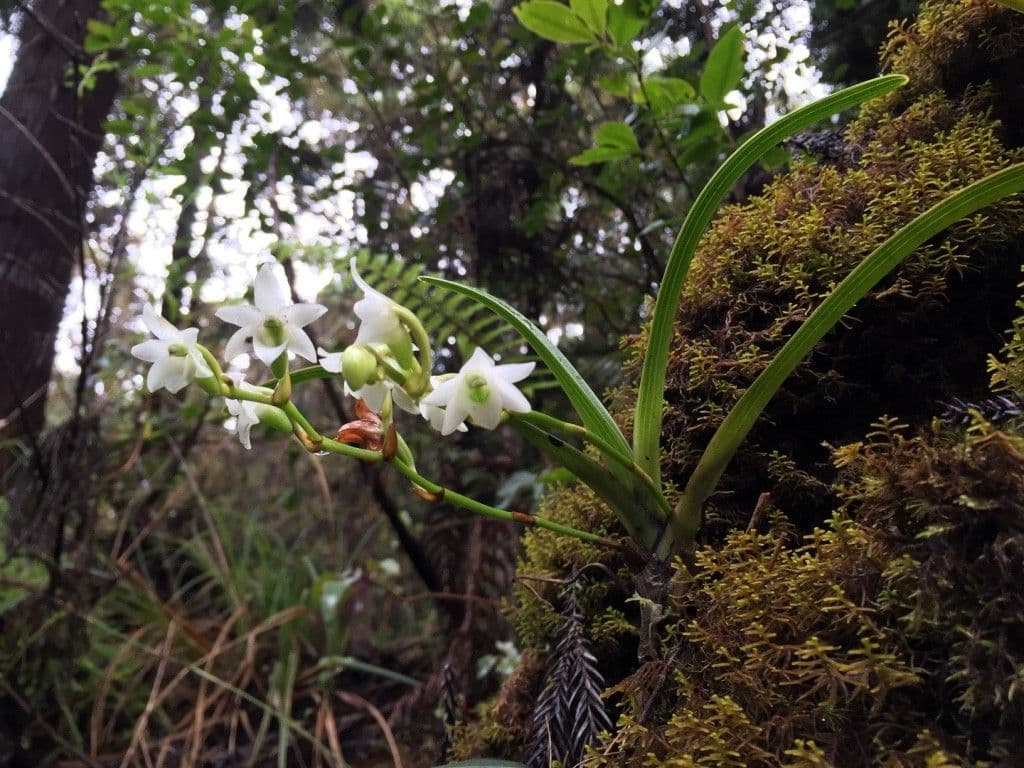 Angraecum 17