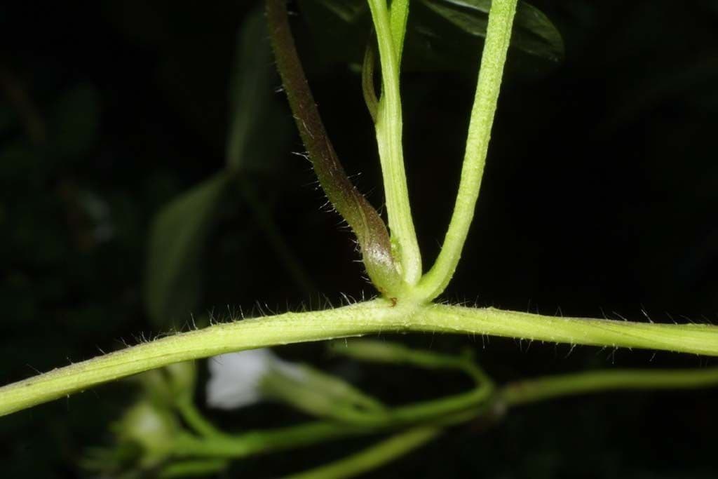 Ipomoea lacunosa 21