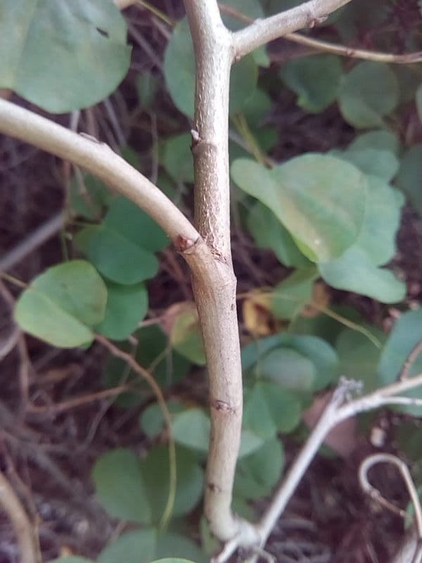 Bauhinia galpinii 20