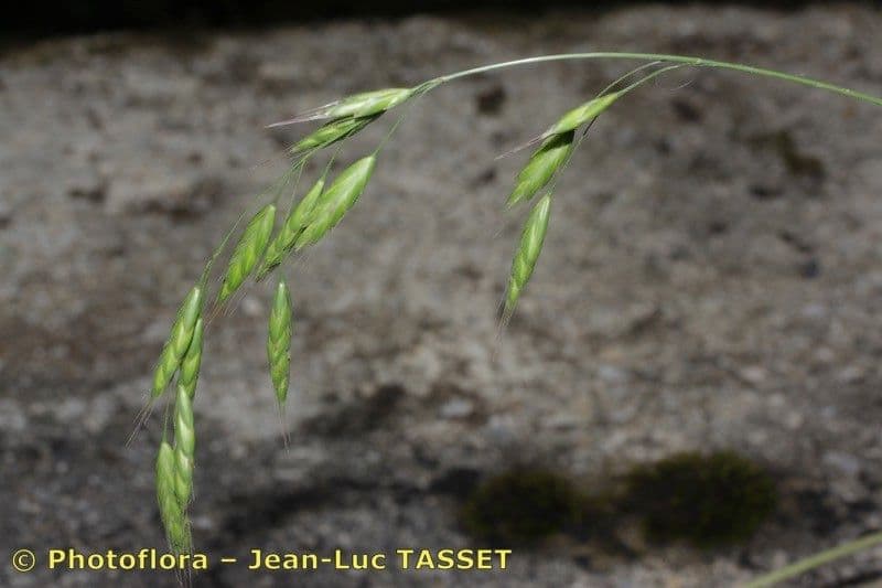 Forasacco mutato 10
