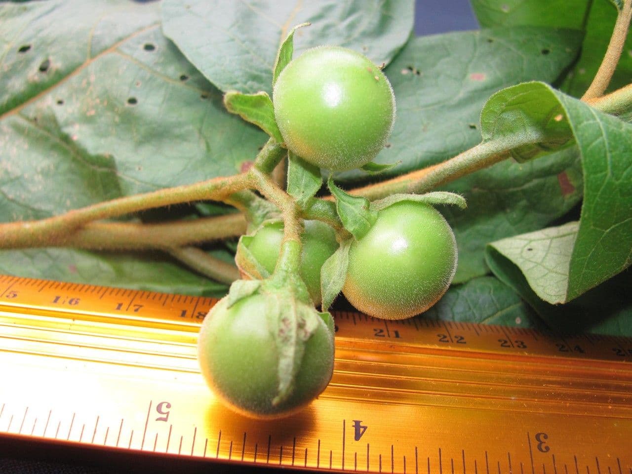Solano