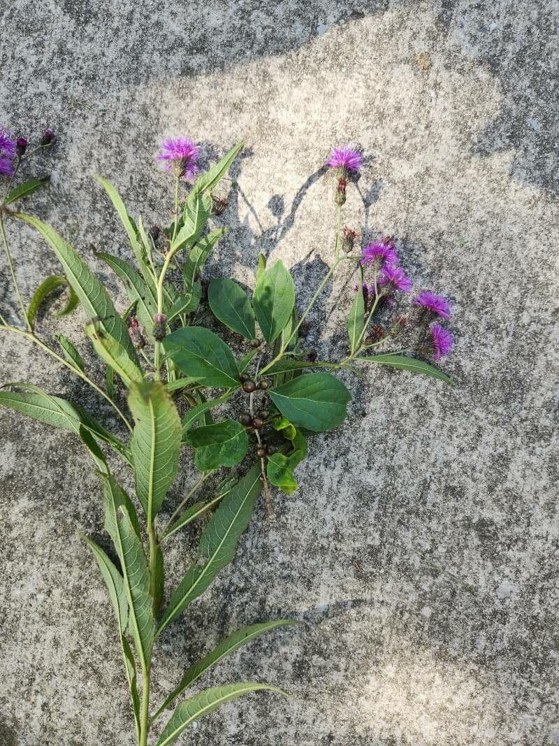 Vernonia di Baldwin 16