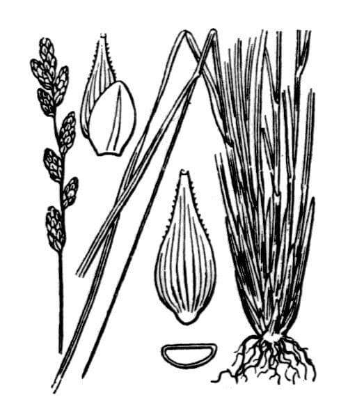 Laîche allongée 25
