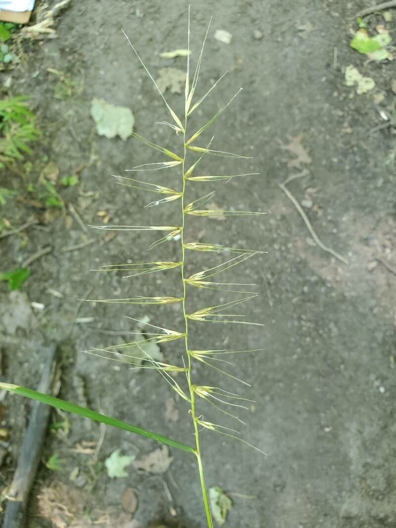 Hystrix 2