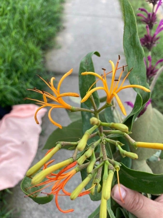 Psittacanthus klapkatý 2