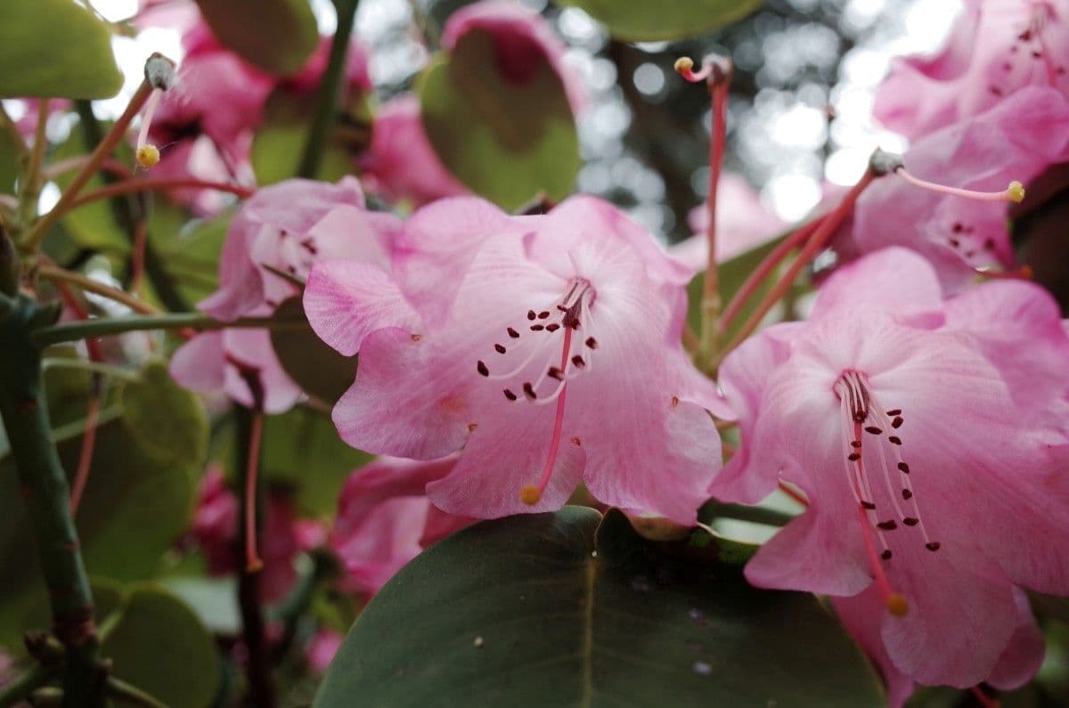 Rododendro 7