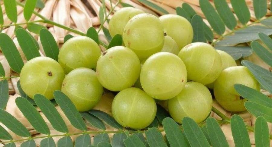 Amla 3