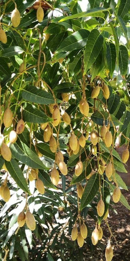 Cedro cinese 4