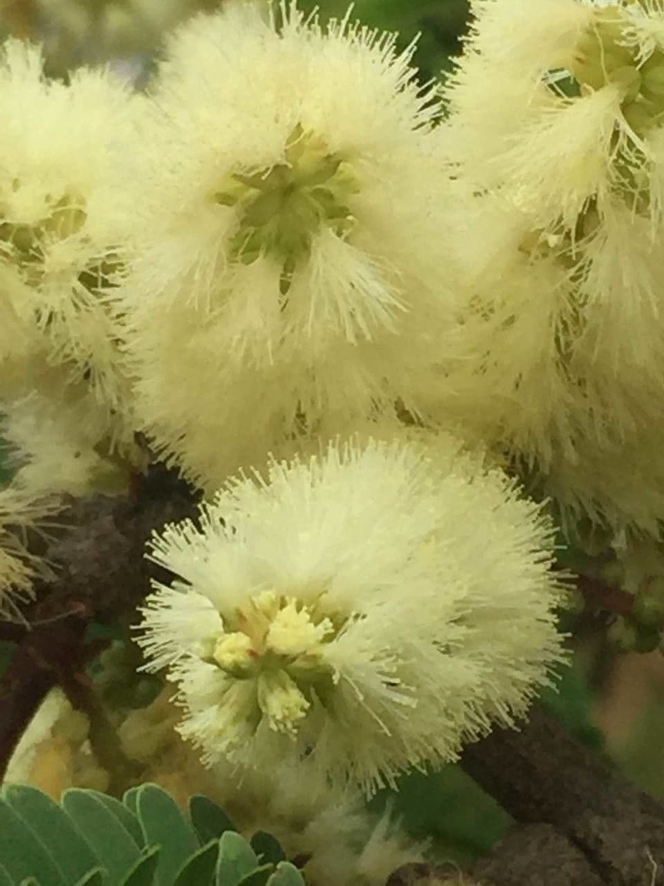 Senegalia 9
