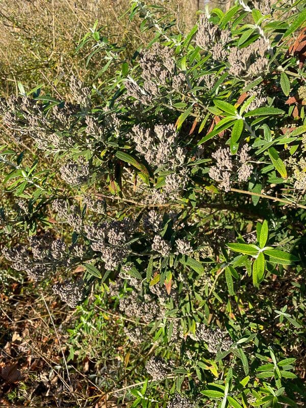 Salbei-Buddleie