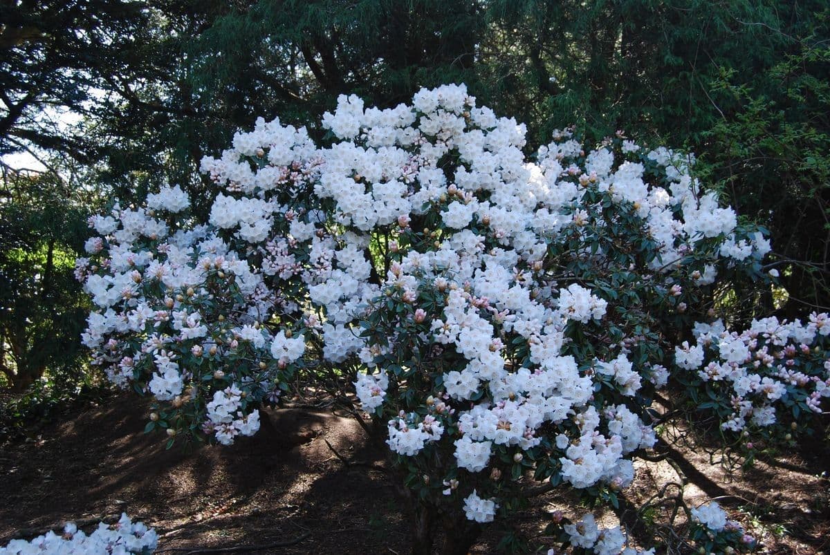 Różanecznik 8