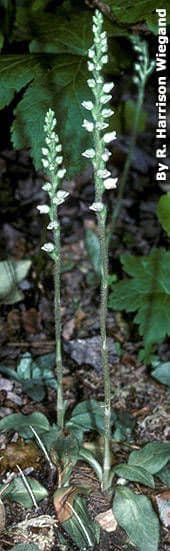 Goodyera tesselata 4