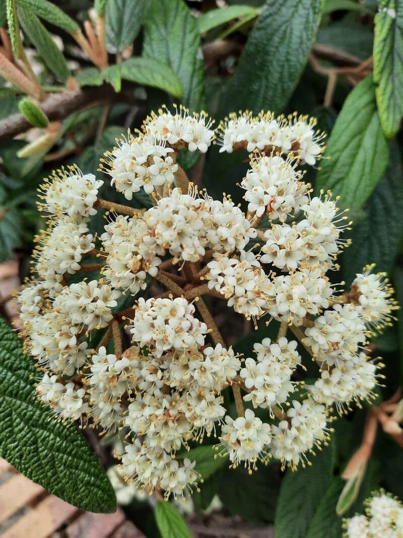 Buddlejaleaf viburnum 3
