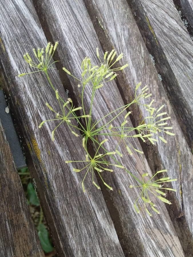 Falcaria 2