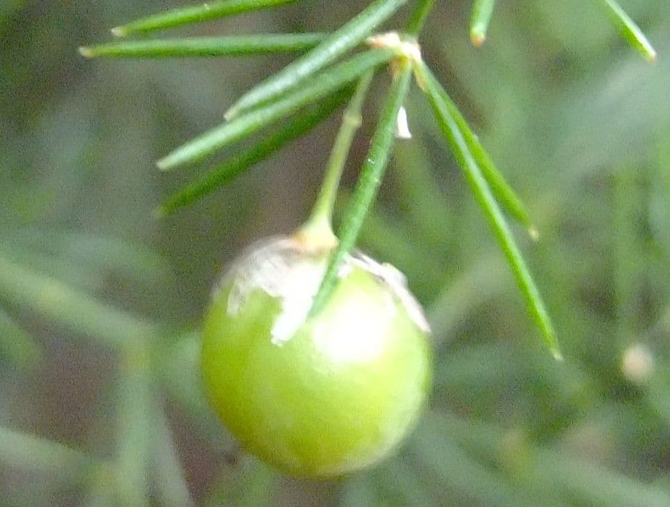 Doldiger Spargel 5