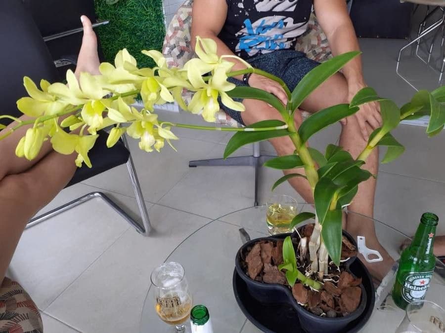 Dendrobium 13