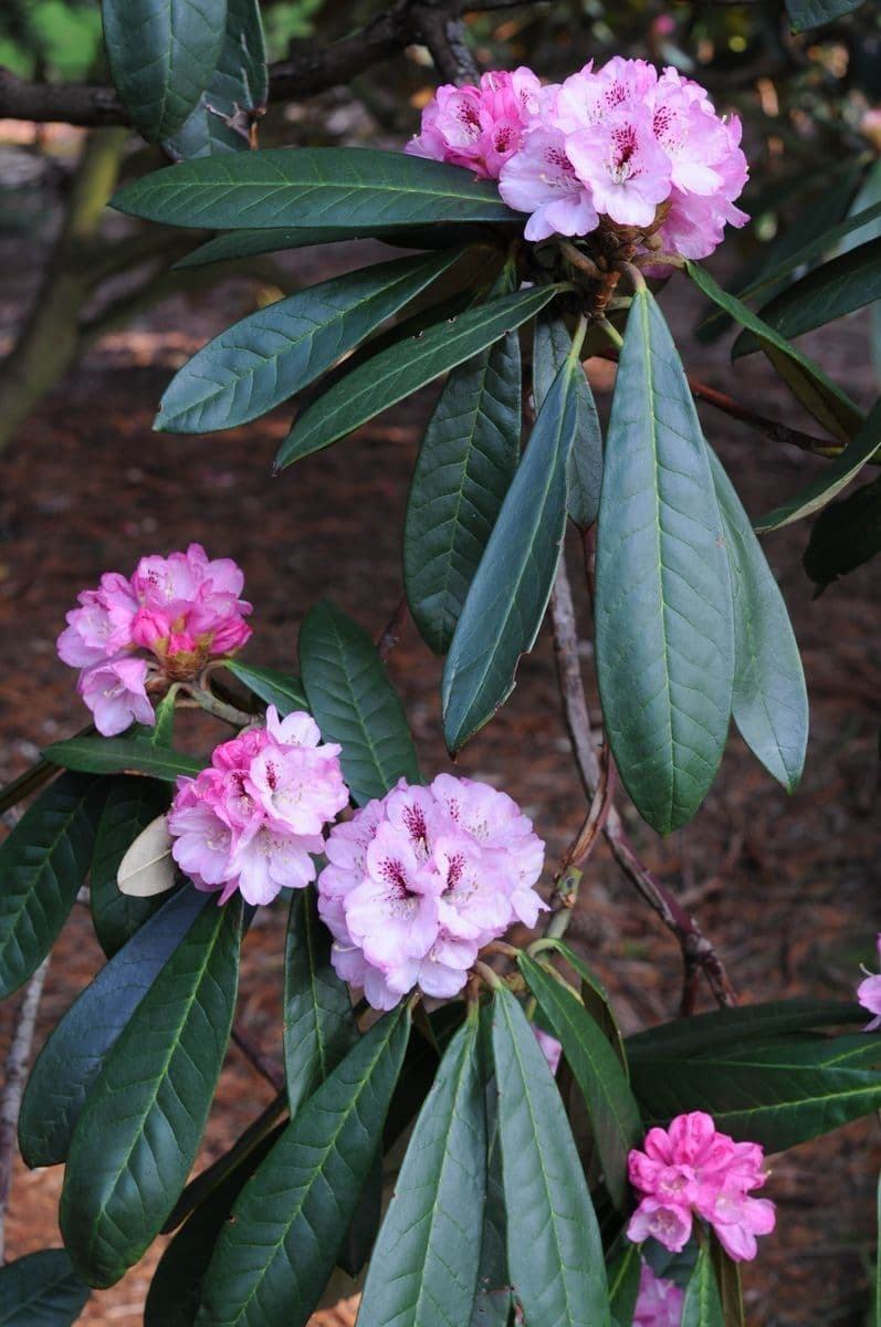 Rododendro 2