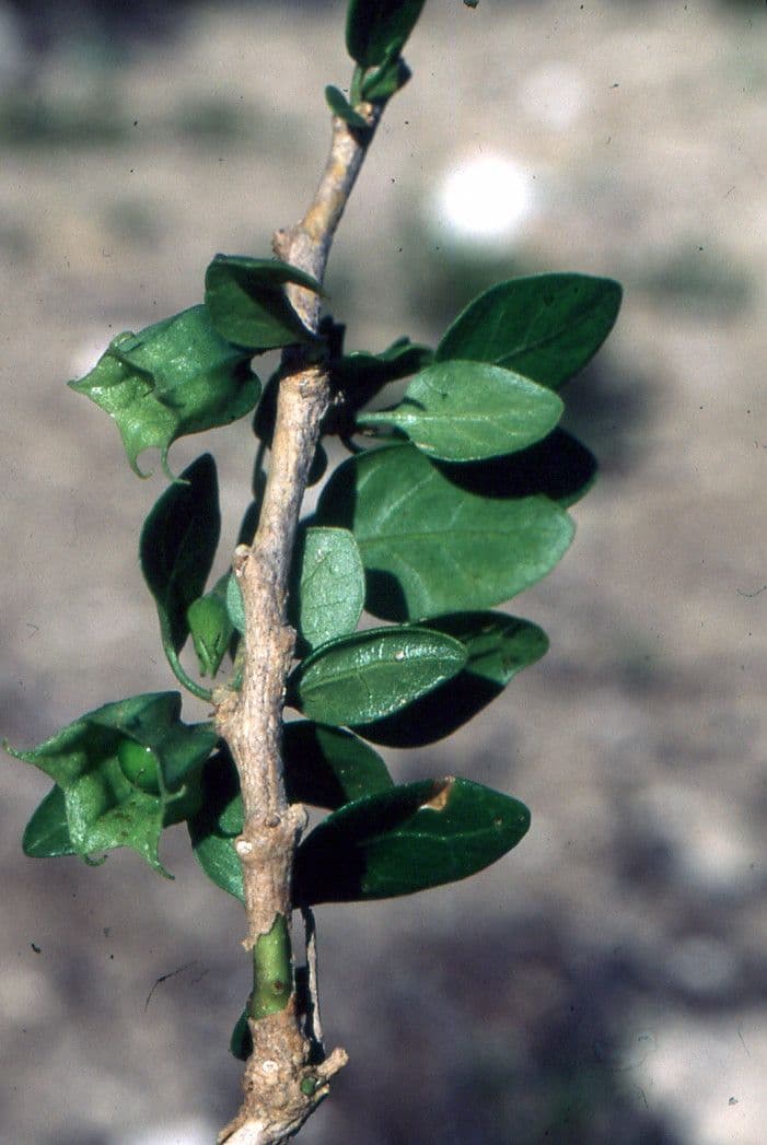 Strauch-Giftwurzel 30