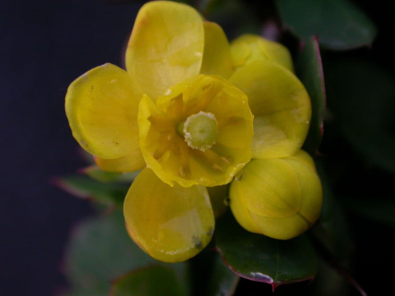 Berberys 5