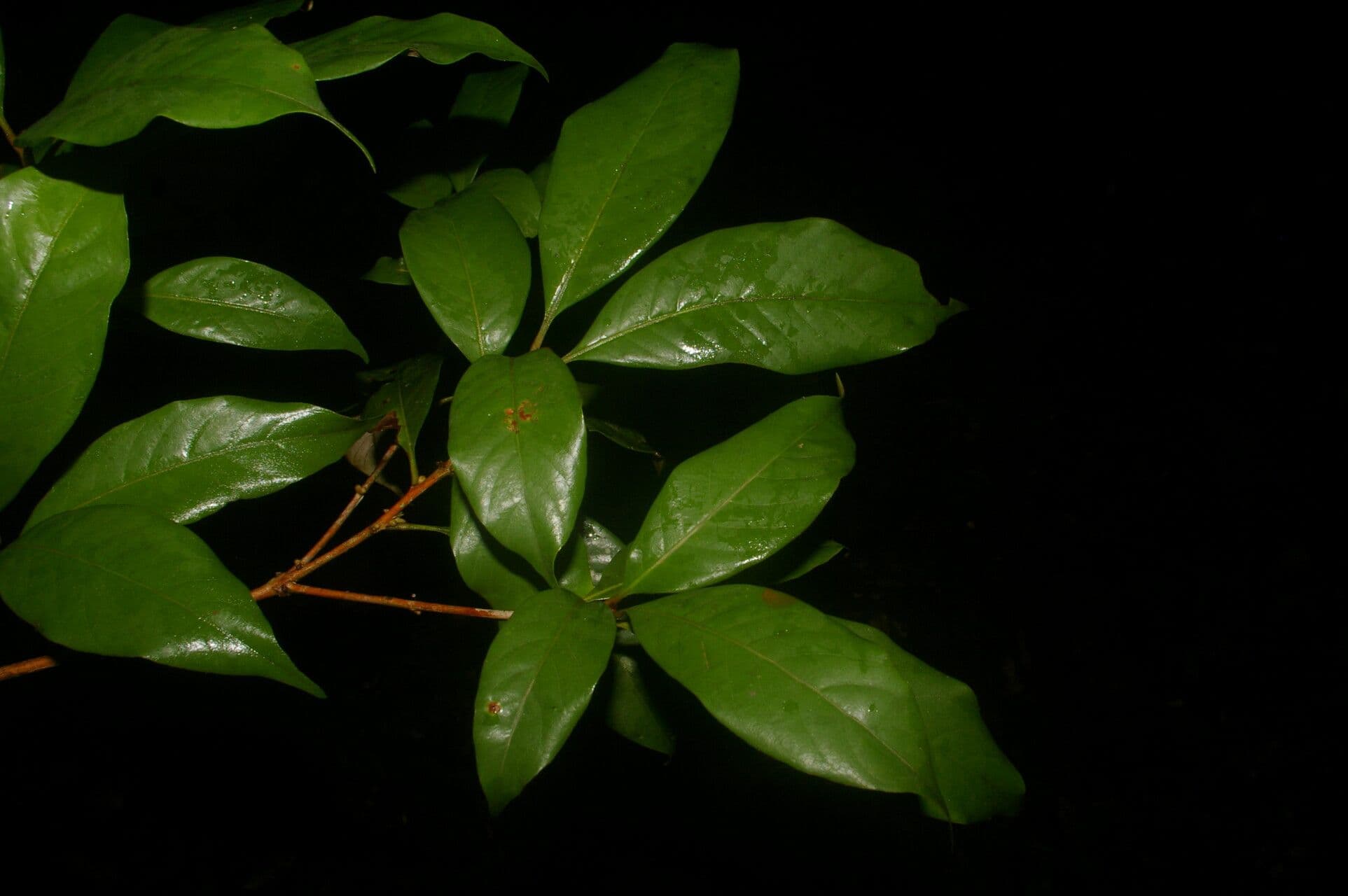 Pouteria 4