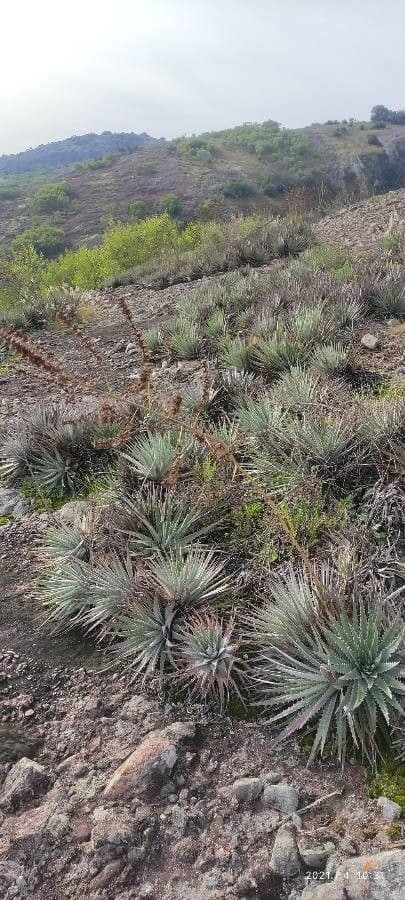 Dyckia 9
