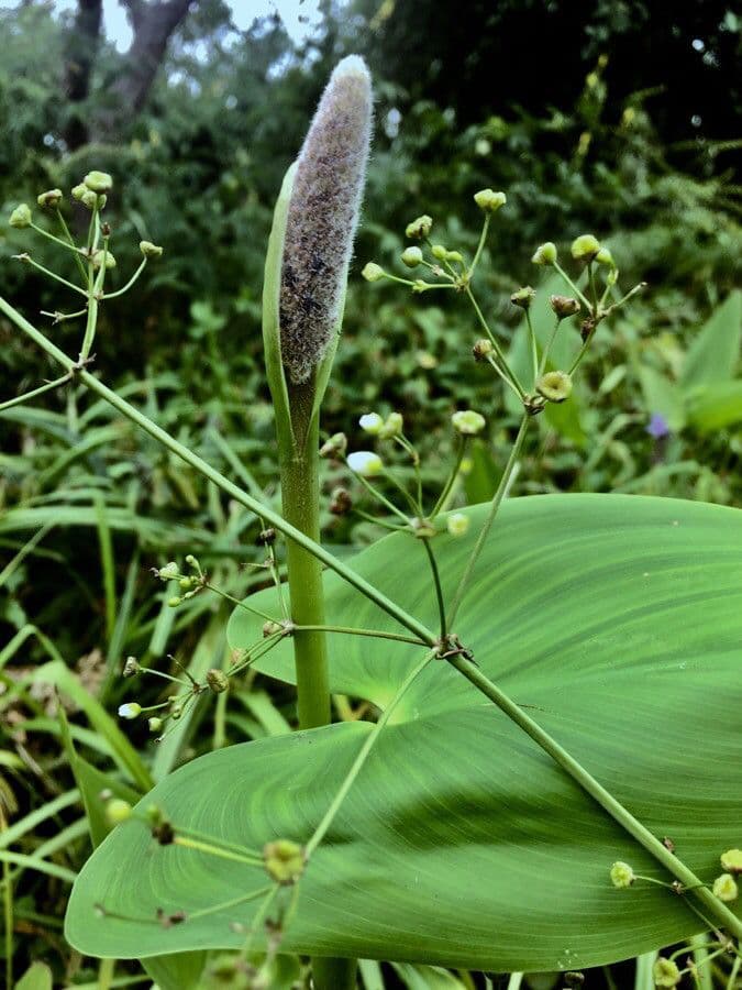 Pontederia 30