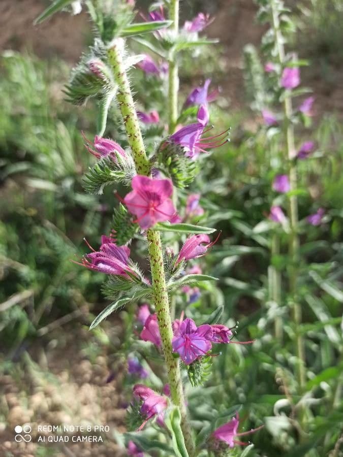 Echium cretico 5