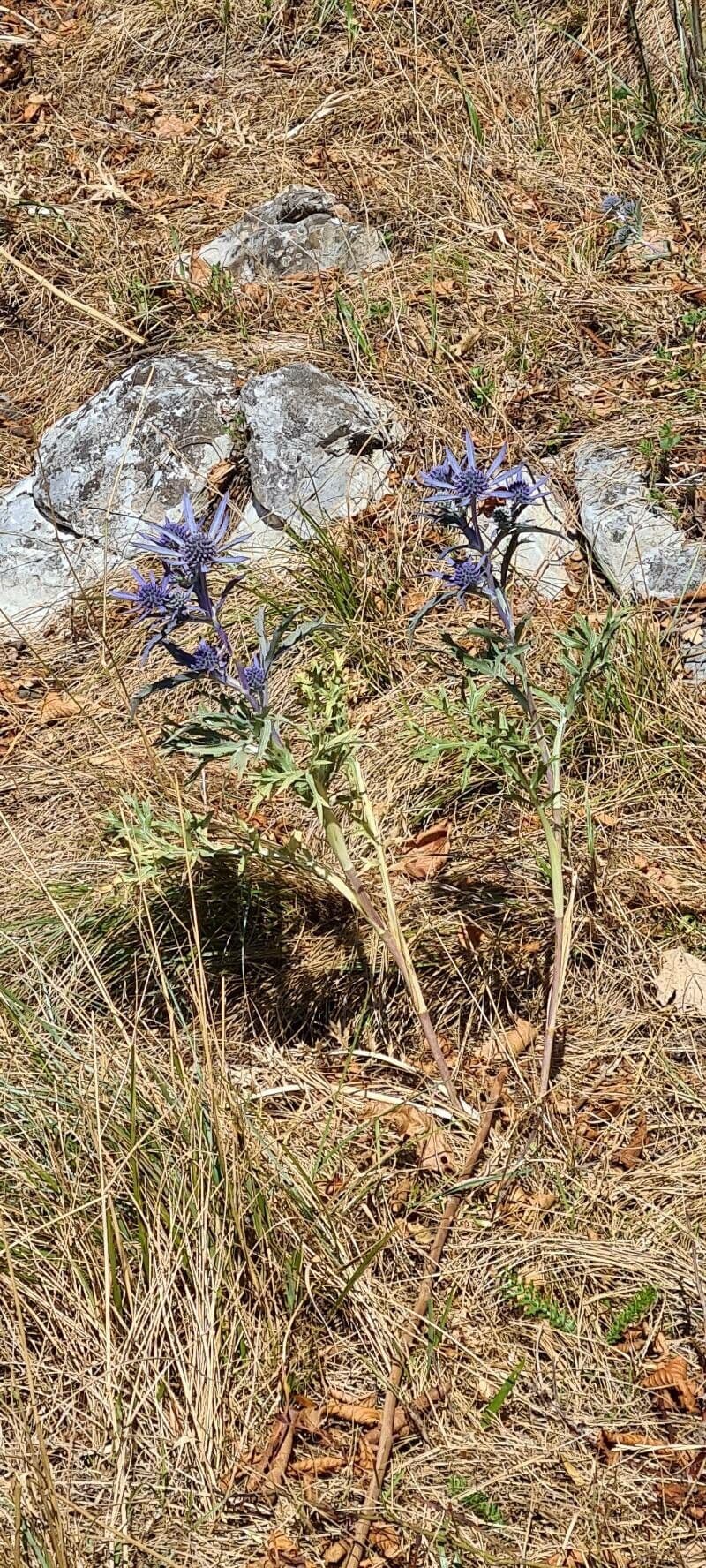 Panicaut d'améthyste 7