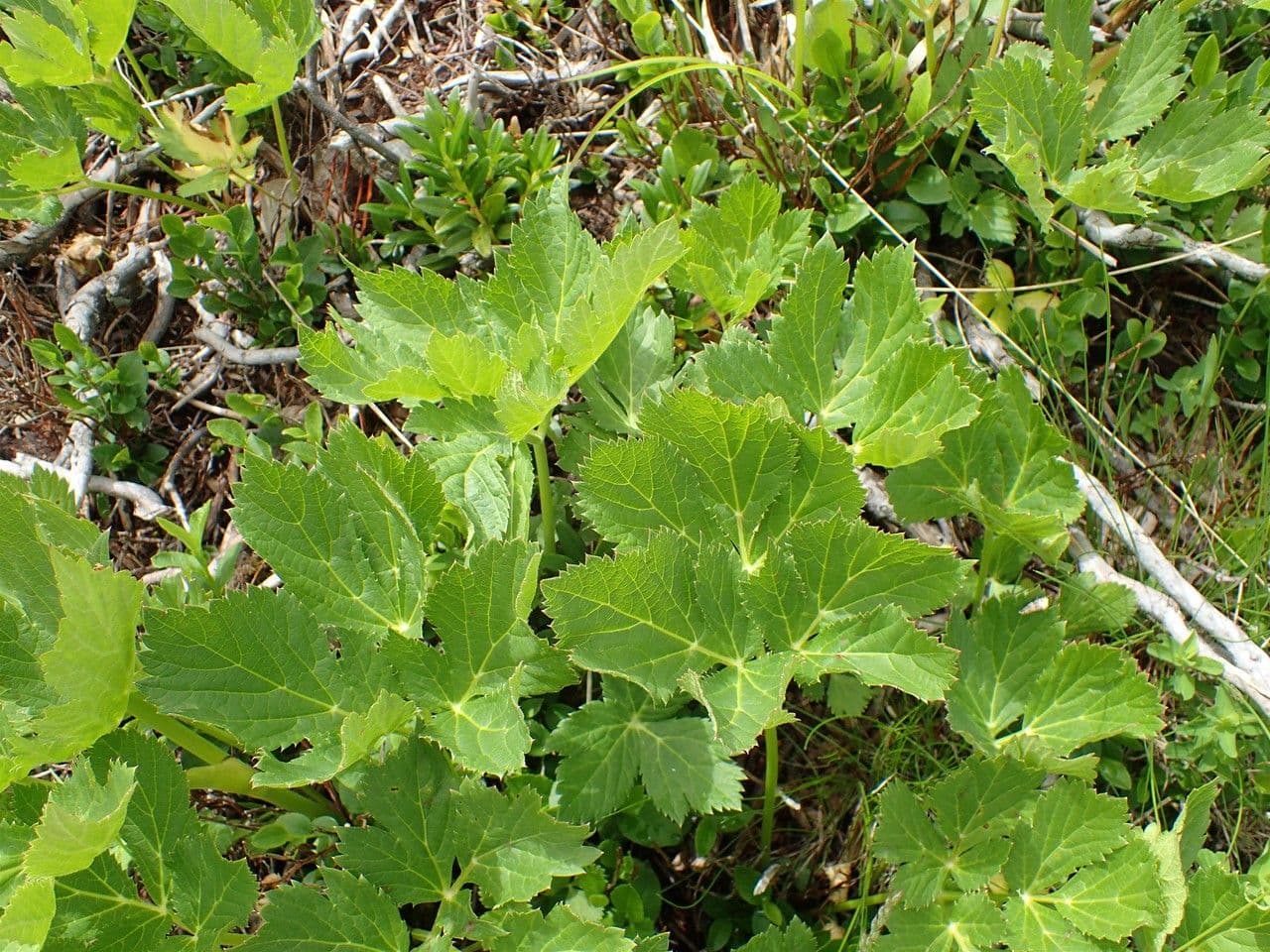 Meduňka lékařská 11