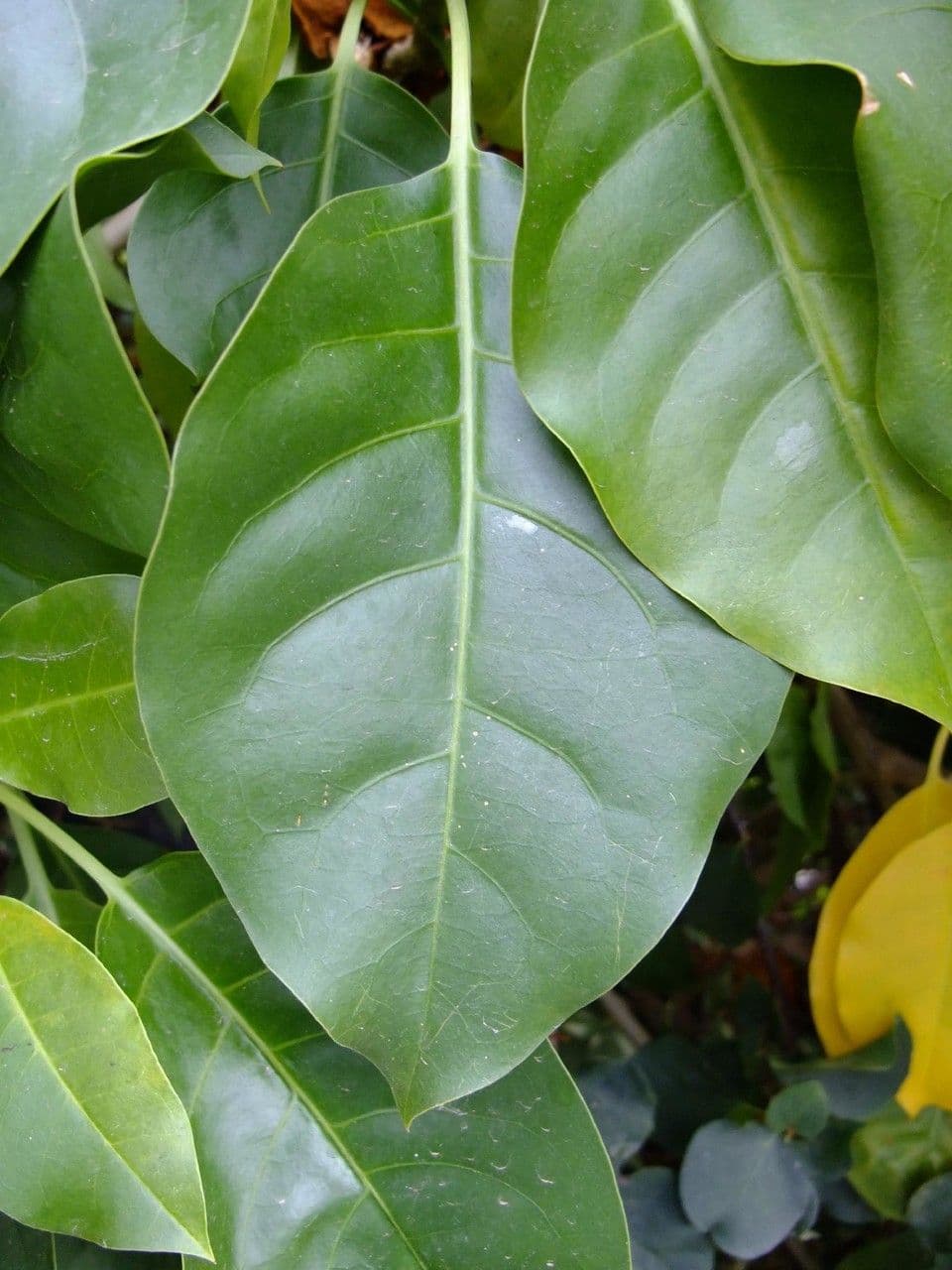 Kelchblume 17