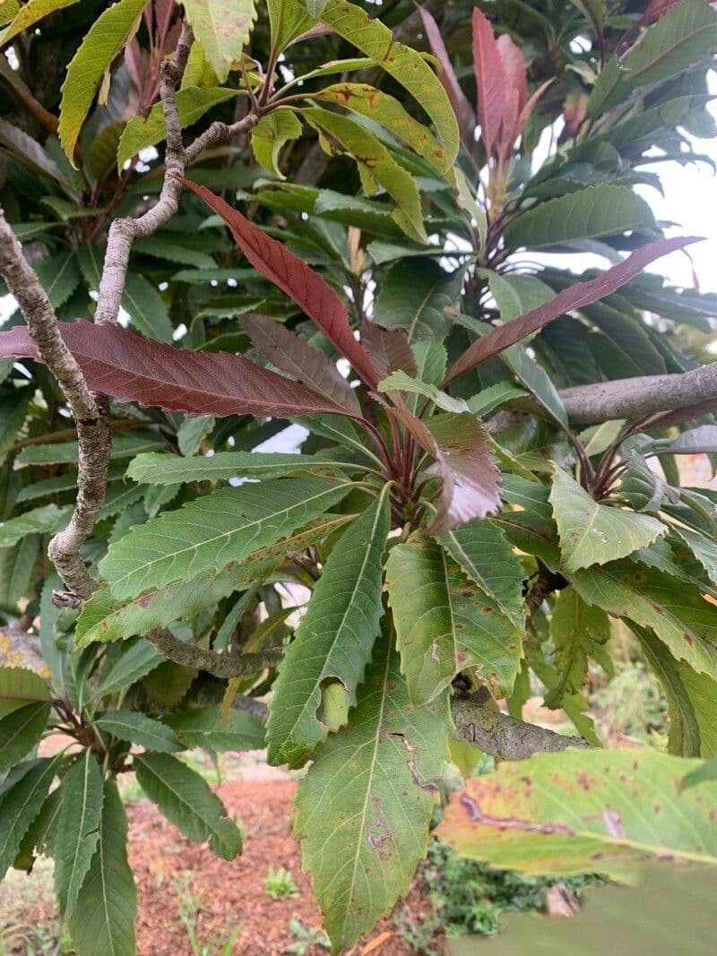 Rhaphiolepis 12