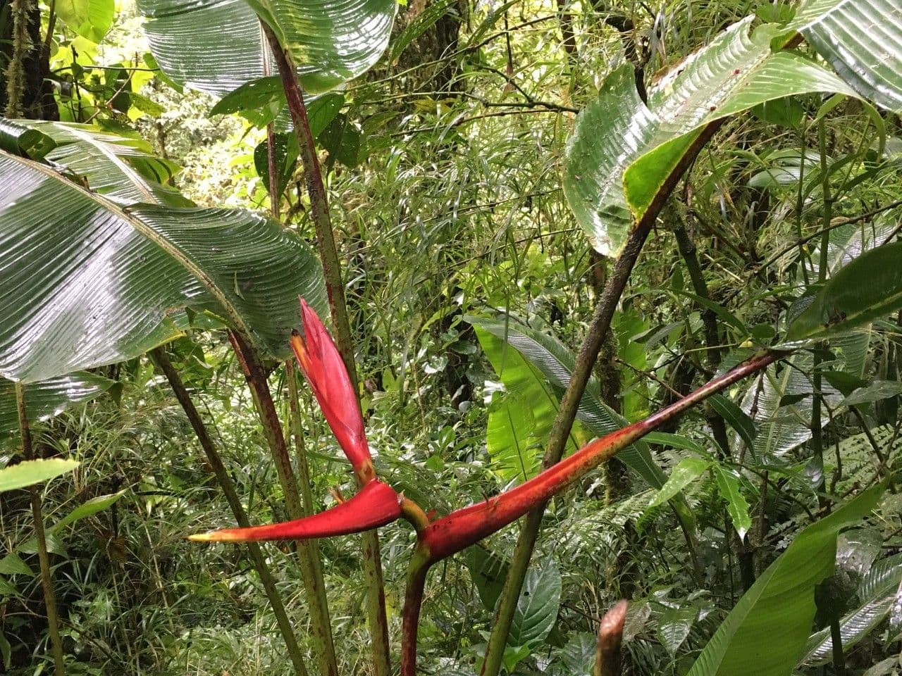 Heliconia 19