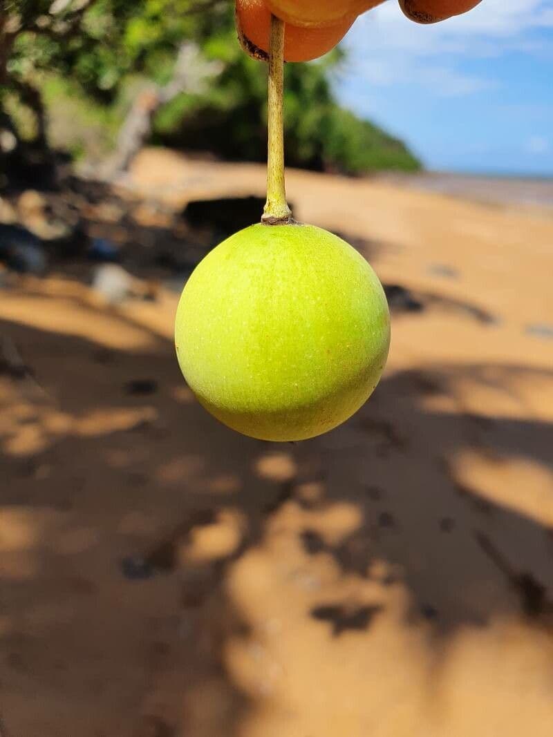 Garcinia