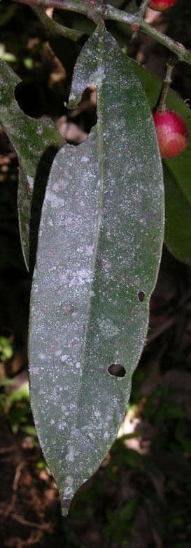 Chrysochlamys 7