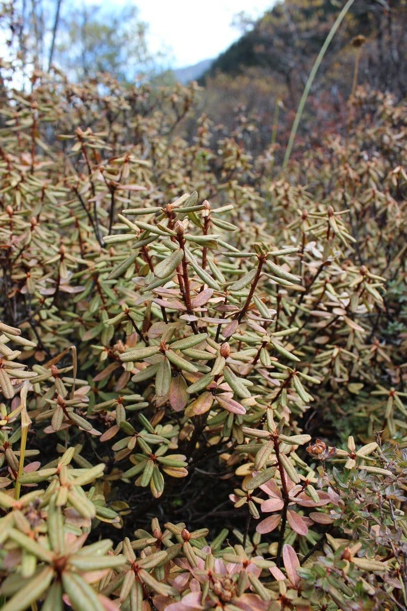 Rododendro 9
