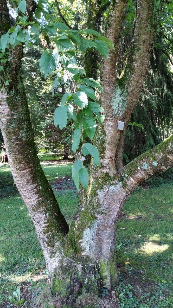 Bříza hrubá 3