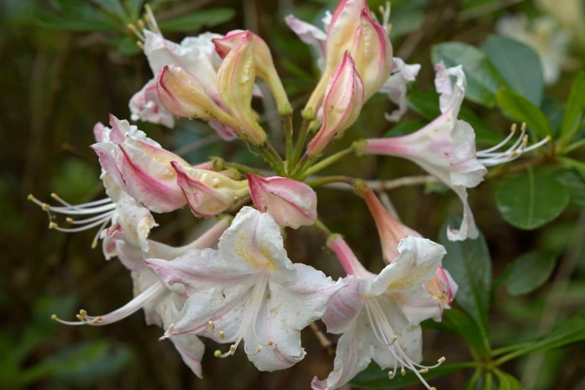 Azalea occidentale 3