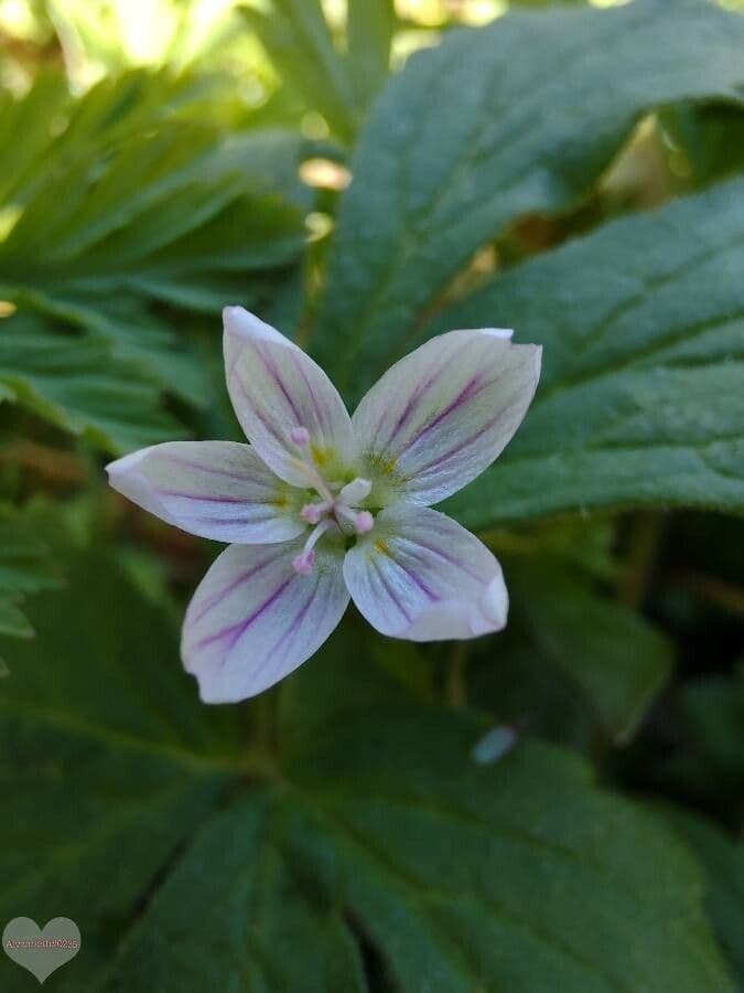 Claytonia lanceolata
