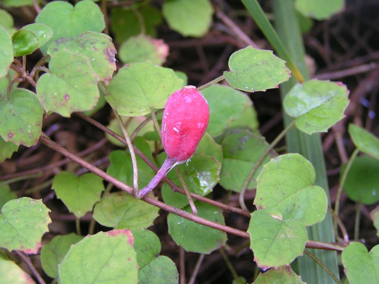 Fucsia 6