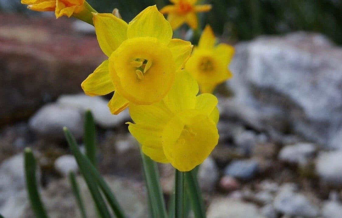 Narciso 3