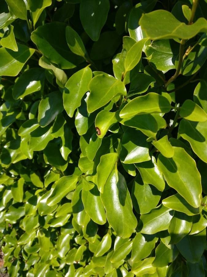 Griselinia 3