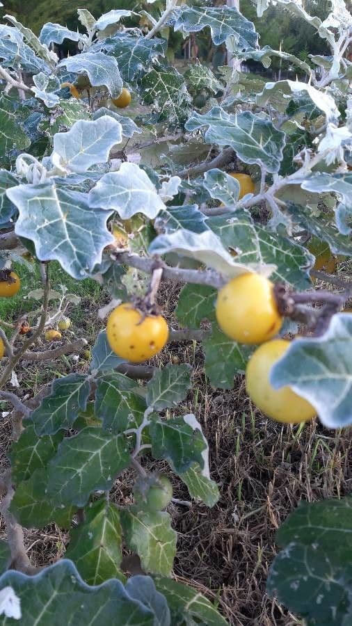 Solanum marginatum 5