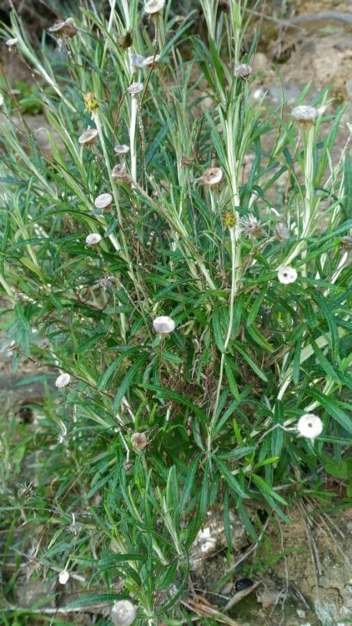Felsen-Steinimmortelle 24