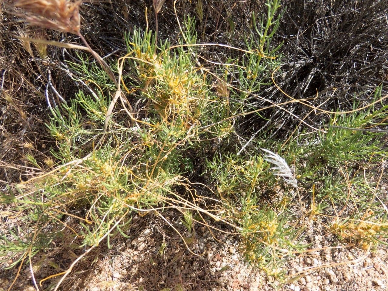 Cuscuta indecora 10