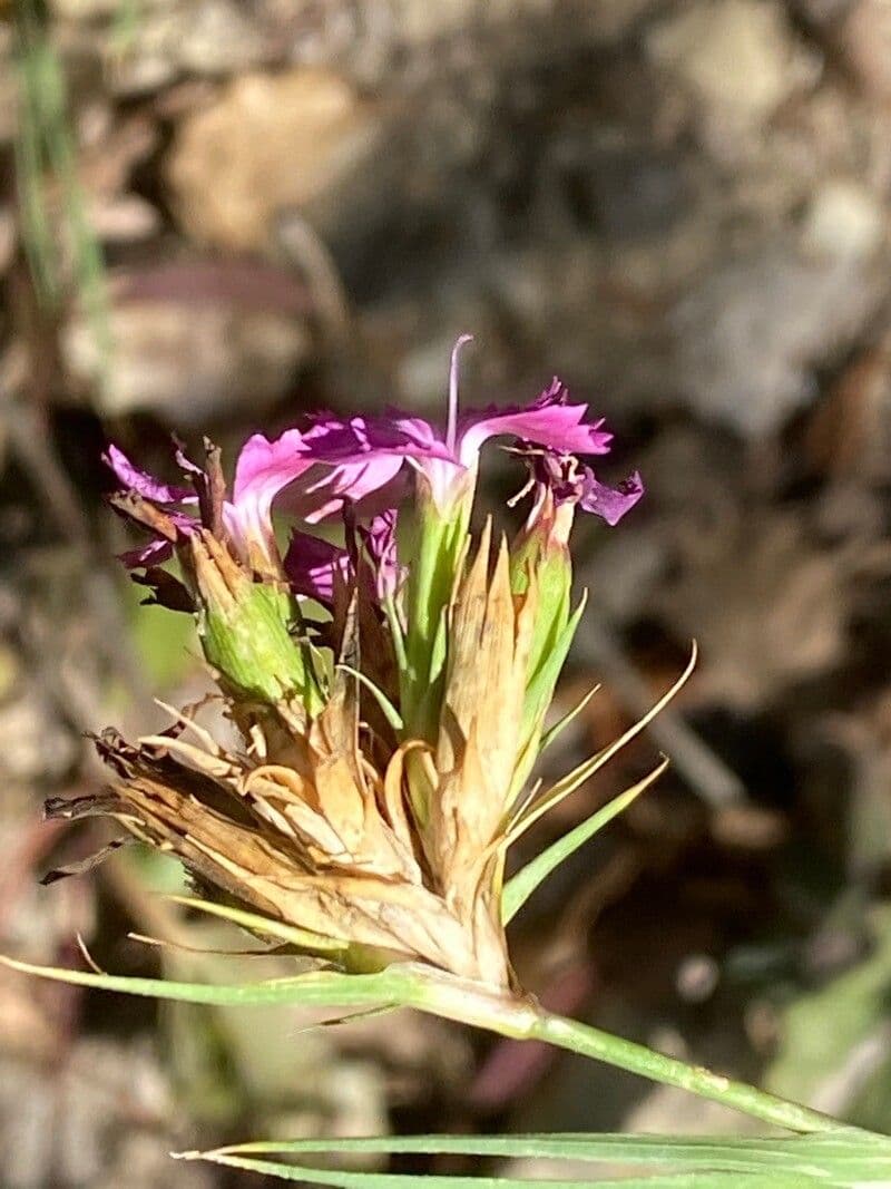 Garofano di Balbis 19