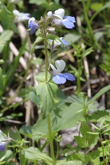 Collinsia primaverile 8