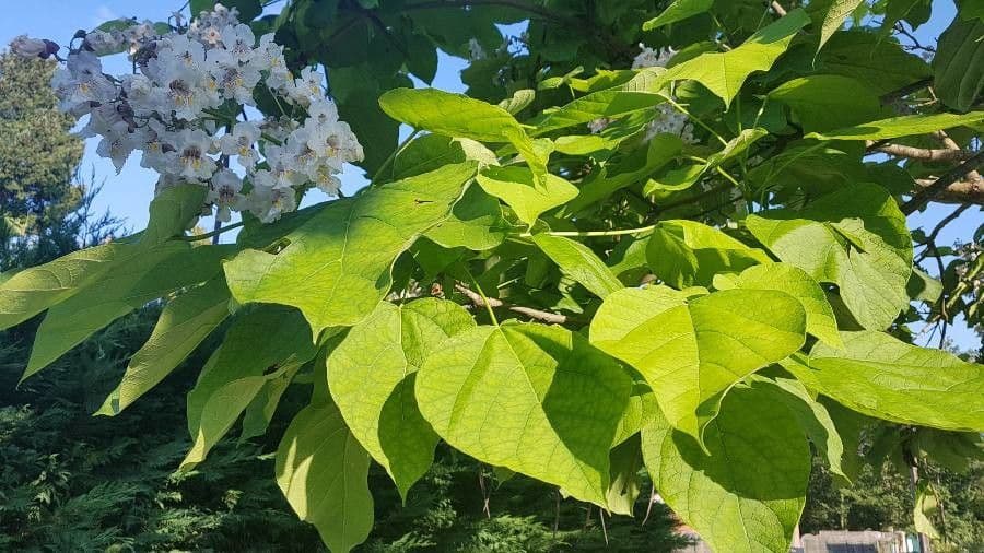 Catalpa comune 18