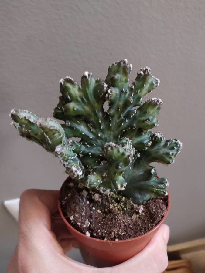 Cactus 8