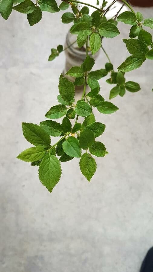 Chinese bush cherry 13
